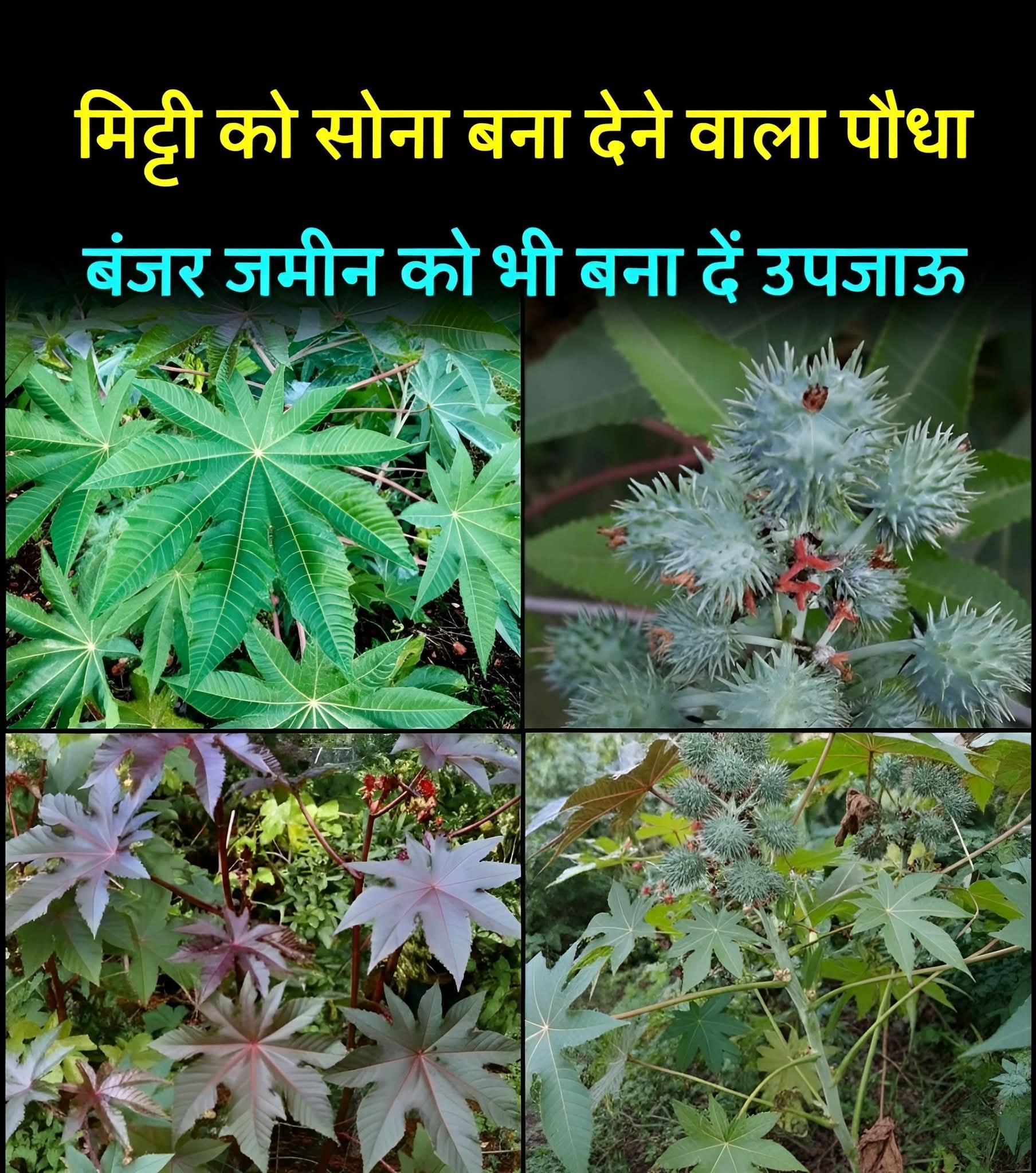 अरंडी के पत्तों के बागवानी में फायदे